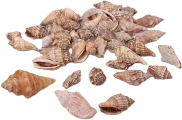Muszle egzotyczne SIKED SHELL 100 g morskie do akwarium lub świec 2 - 4 cm