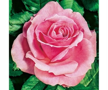 Розовая крупноцветковая роза