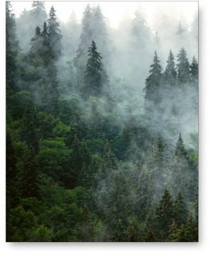 LAS MGŁA ZIELEŃ plakat obraz 40x50 cm #113