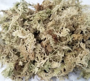 Mech torfowiec SPHAGNUM CL 12 litrów MT-03Goldi