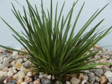 == 6== шт КОРЗИНКИ Аквариумные растения для аквариума имеют этикетки с названиями.