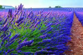 Peters Blossom Booster 500г цветы орхидеи