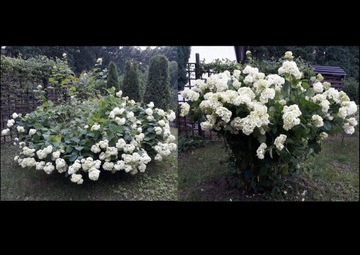 Кольцо в столкновении