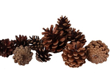 100 szt Szyszki NATURALNE SOSNOWE Suszone Dekoracyjne do Choinki Wianków