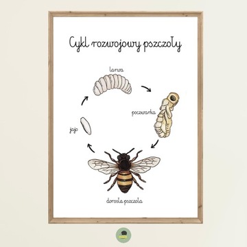 Plakat Edukacyjny Pszczoła cykl rozwojowy A4 Montessori