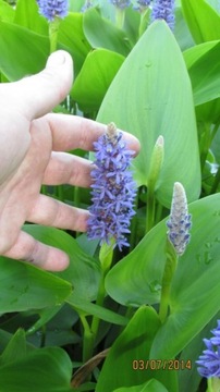 Pontederia cordata - Выкладывайте в пруд АКЦИЯ!