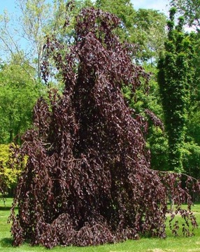 Buk PURPLE FOUNTAIN Buk czerwony PIĘKNY PŁACZĄCY POKRÓJ odporny SADZONKA