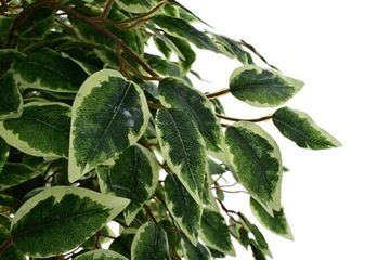 ИСКУССТВЕННЫЕ ДЕРЕВЬЯ ЦВЕТЫ ФИКУС БЕНДЖАМИНА ЦВЕТОЧНЫЙ ГОРШОК ДЛЯ ГОСТИНОЙ ИСКУССТВЕННЫЕ ЛИСТЬЯ 130