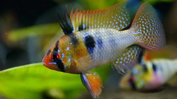 Цихлида Рамиреса – цихлида-бабочка