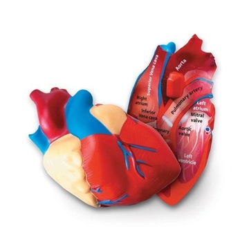 Serce Model serca przekrojowy z pianki anatomia LER044