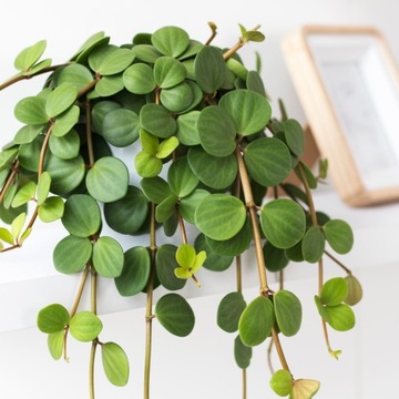 Peperomia tetraphylla 'Hope' L