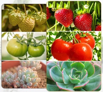 Duża Lampa Klips Sideon Grow 4 Głowice Świetlówka LED Pilot Uprawa Roślin