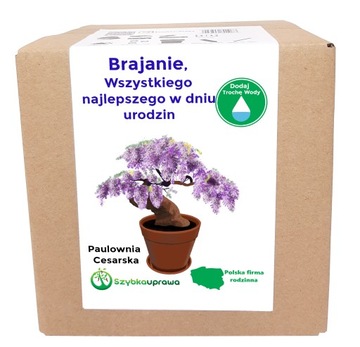 Zestaw BONSAI paulownia cesarsk urodziny Brajana