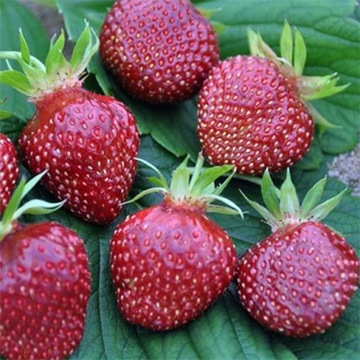 Sadzonka Truskawka Cherry Berry słodka 1 szt.