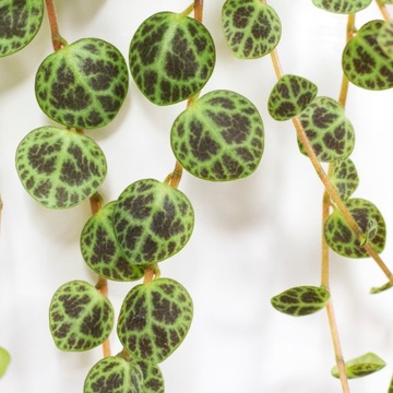 Peperomia prostrata - marmurkowy wzór