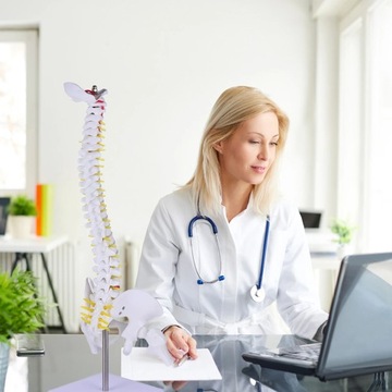 Модель позвоночника манекена