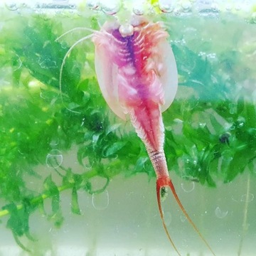 Новые Triops T.Cancriformis Albino Blood Diamonds (