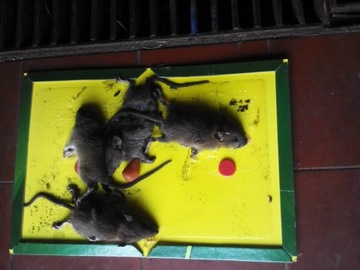 10 крыс-мышеловок BUZZRAP LEP PAW