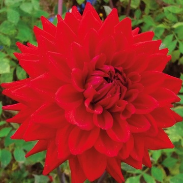 Dalia dekoracyjna 