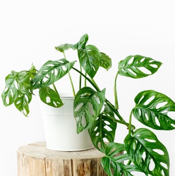 Monstera 'MONKEY MASK' o dziurawych liściach PIĘKNY EGZOTYK rozmiar L