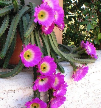 Echinocereus pentalophus - duże RÓŻOWE KWIATY