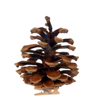 СОСНОВЫЕ ШИШКИ С ПРИЩЕПКОЙ ДЕКОРАТИВНЫЕ РОЖДЕСТВЕНСКИЕ УКРАШЕНИЯ ДЛЯ ЦЕНТРАЛЬНЫХ БЛЮД 14 ШТ.
