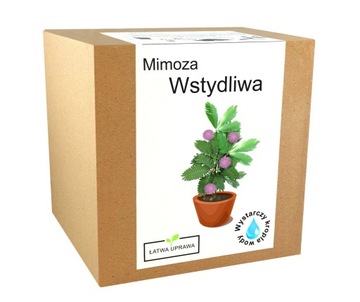 Набор для выращивания мимозы Bashful Pink Mimosa