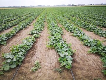 Соединитель TEE ELBOW для капельной ленты АКСЕССУАРЫ 22 шт.