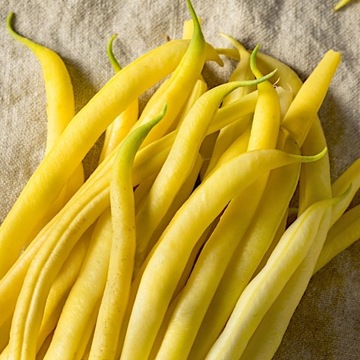 Fasola Złota Saxa 500g nasiona DUŻA PACZKA PlantiCo