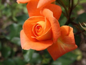 Róża wielkokwiatowa Rosa 'Pomarańczowa Szlachetna'