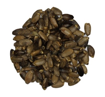 Ostropest plamisty - nasiona - 100g
