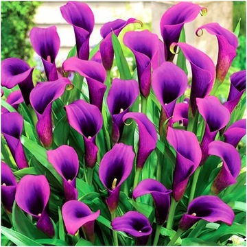 KALIA KALLA Calla ZANTEDESCHIA FIOLETOWA GRAPE VELVET cebulki 1 szt +GRATIS