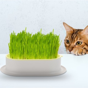 КОНТЕЙНЕР ДЛЯ ТРАВЯНЫХ РАСТЕНИЙ для кошки