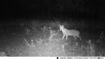 Kamera GSM SIM MMS leśna myśliwska fotopułapka wodoodporna