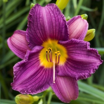 Liliowiec Purple D'oro Niezwykły FIOLET Niska Odmiana