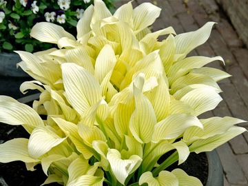 FUNKIA HOSTA WHITE FEATHER Piękna Hosta