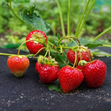 ТКАНЬ AGROTNOON 50г 1,6х10м ЧЕРНАЯ AGROTWOVEN UV ТОЛСТЫЙ КОВРИК ПРОТИВОсорняков