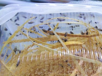 Плодовые мушки Drosophila hydei нелетающие 200 шт.