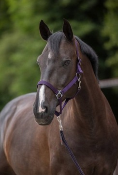 KANTAR DLA KONIA PONY FIOLETOWY COVALLIERO