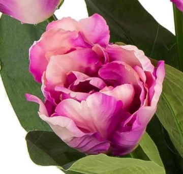 Попугай-тюльпан Букет из 7 цветов Белый/Фиолетовый