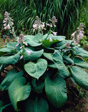 FUNKIA BIG MAMA do ogrodu i wokół oczka DUŻA HOSTA