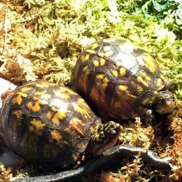 Субстрат для орхидей 100г сфагнум, мох сфагнум