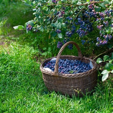 ZIEMIA PODŁOŻE DO BORÓWKI 50L NAWÓZ TORF KWAŚNY