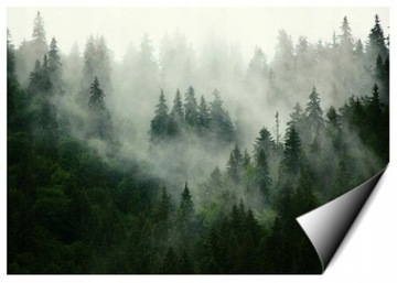 Fototapeta DO ŁAZIENKI KUCHNI Zmywalna Las 416x254