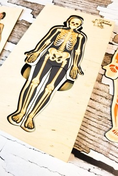 Человеческое тело, деревянный пазл, 4 слоя, анатомия.