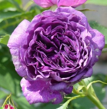 Английская фиолетовая ароматная роза.