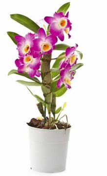 Плодородная садовая земля+керамзит+перлит НАБОР