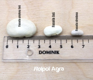 Fasola drobna biała 5 kg