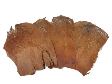 KORA skóra PALMY PALMOWA naturalna brązowa susz egzotyczny 250g