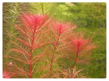 73. Myriophyllum Tuberculatum Red WYWŁÓCZNIK 10szt